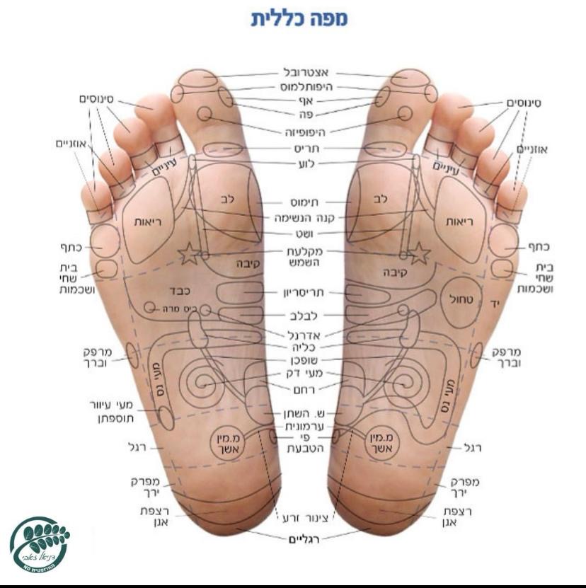 מפת כפות הרגליים ברפלקסולוגיה